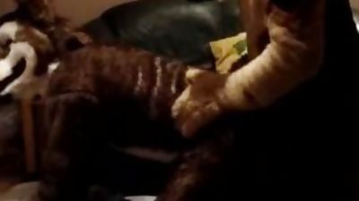 fuck furries, Amateur, Anal, Ass, Gay