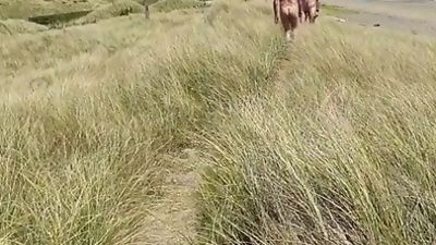 Daddy on the beach, Amateur, Bikini, Bears