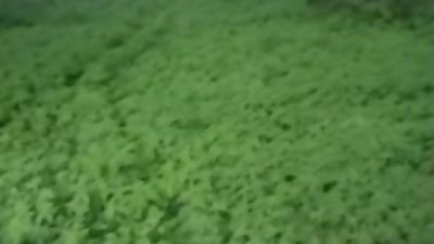 Gay forest fuck bareback, Anal, Blowjob, Cumshot, Gay, Gay Public Hardcore