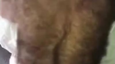 Polar Bear Furry Hairy hard fuck, Amateur, Mature, POV
