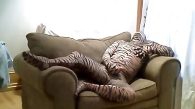 horny hard tiger jerks off while lying in a large chair, Amateur, Big Cock, Masturbating