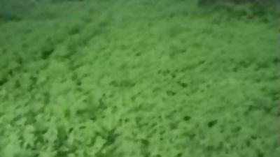 Gay forest fuck bareback, Anal, Blowjob, Cumshot, Gay Public Hardcore