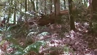 Forest group J/O: Arpad Miklos, Dillon Buck, Jack Bond, Park Wiley & Tober Brandt, Blowjob, Masturbating, Outdoor, Arpad Miklos, Park Wiley, Dillon Buck